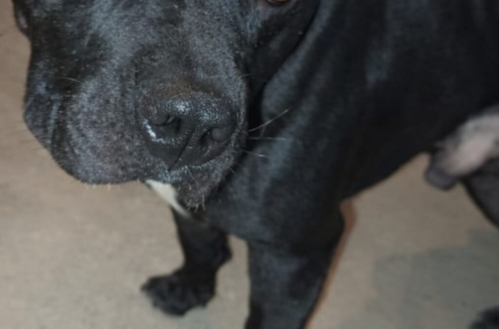 Informacja o odłowionym psie w Gminie Krypno